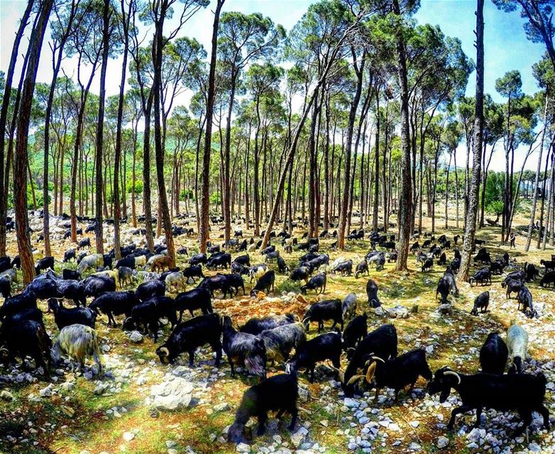 Can you count them? 🐐🐐🐐 Goats  Ammik  Bekaa  Lebanon... (`Ammiq, Béqaa, Lebanon)