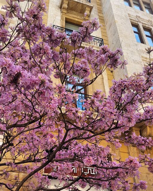 Cannot get enough of the Spring beauty  photooftheday  instamood ... (Beirut, Lebanon)