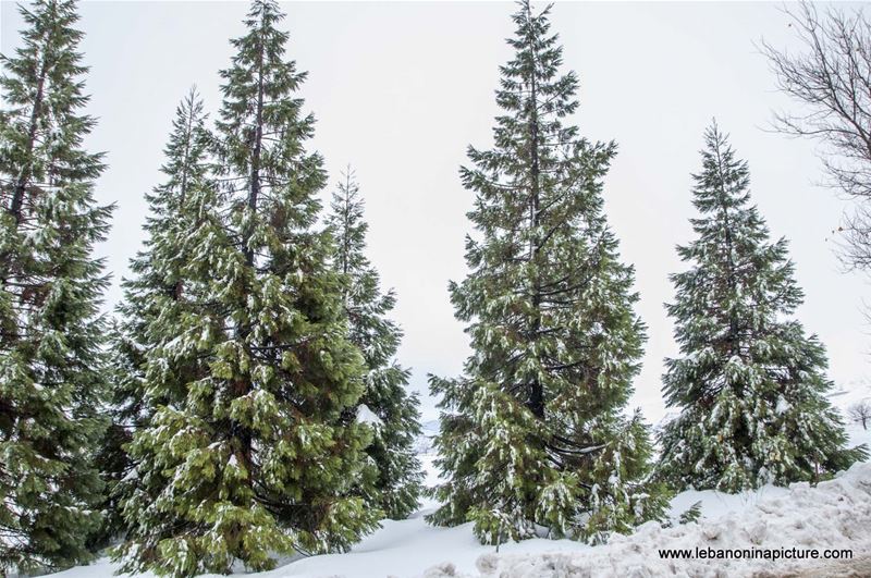 Cedar and Pine Trees Covered in Snow (Laklouk, Lebanon)