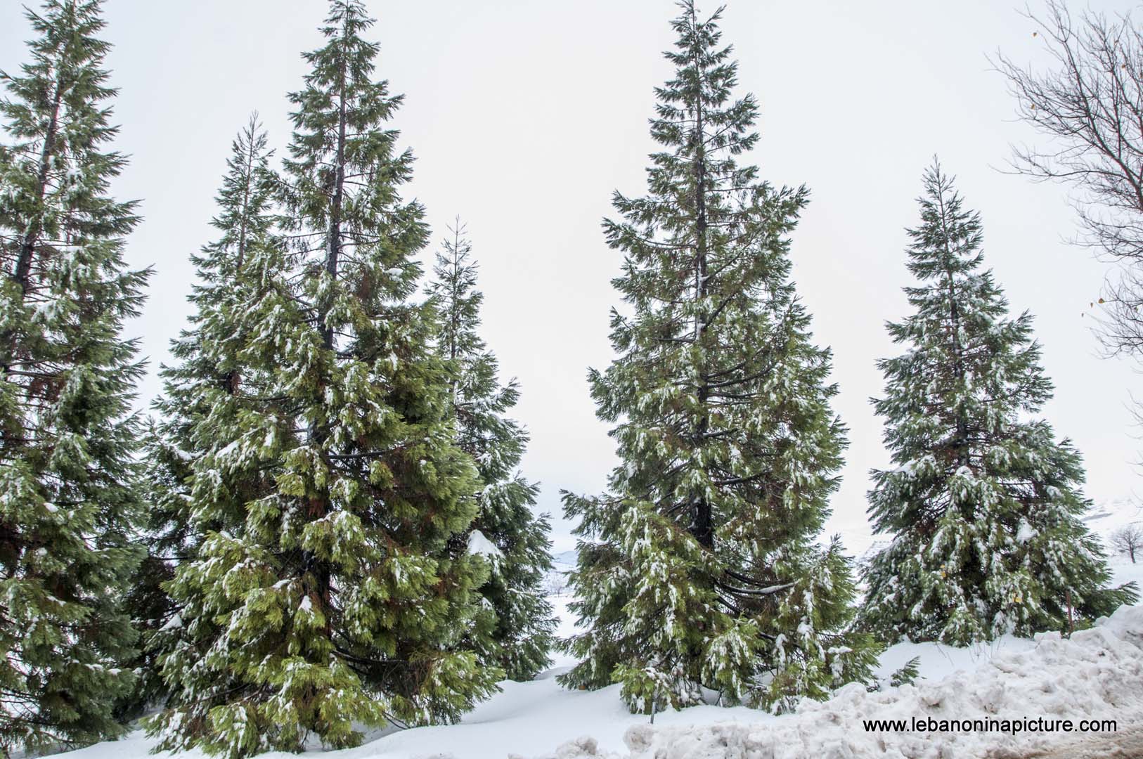 Cedar and Pine Trees Covered in Snow (Laklouk, Lebanon)