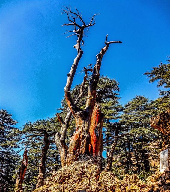  cedar  tree  bsharri ... (Bsharri, Lebanon)