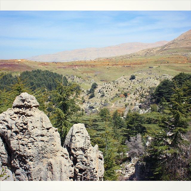  cedars  cedar  trees  forest  tannorine  lebanon  lebanese  nature  sky ...