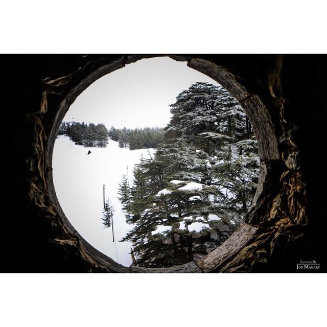  cedars  cedarsofgod  window  trees  snow  beautifullebanon ...