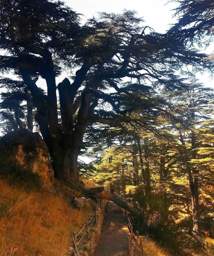 Cedars of God 😍 lebanon  nature  naturelovers  natureporn  landscape ... (Cedars of God)