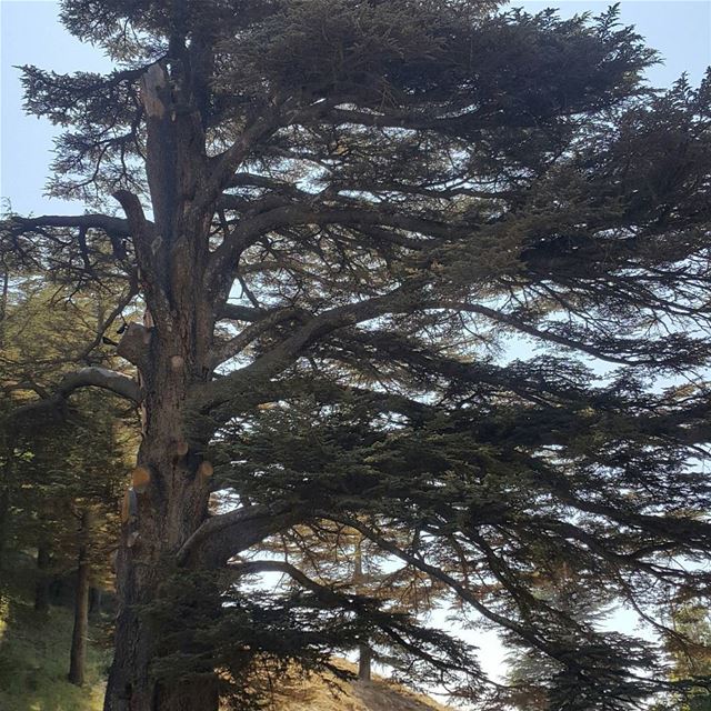 Cedars of God...