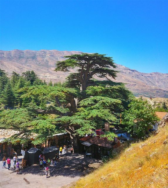 Cedars of Lebanon 😍 lebanon  nature  naturelovers  natureporn  landscape... (Cedars of God)