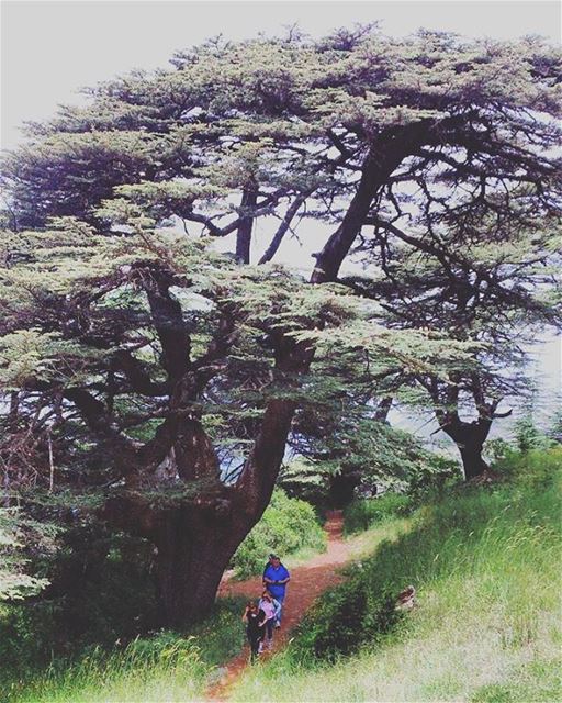 Cedars ... Our gift from god 😍 lebanon  cedars  reserve  hiking ... (Maaser El Shouf Cedars)