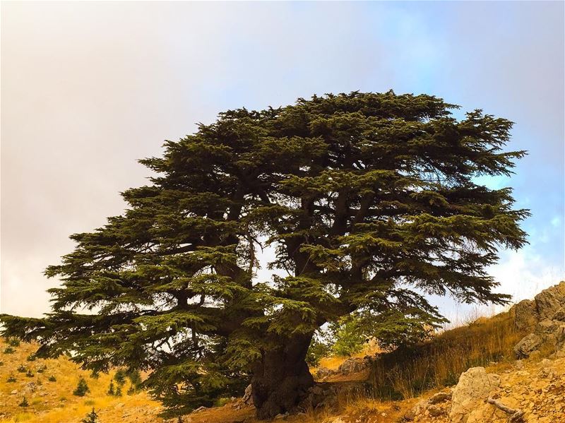  Cedars 🇱🇧 There is no reason to fear the wind when the roots are... (Arz el Bâroûk)