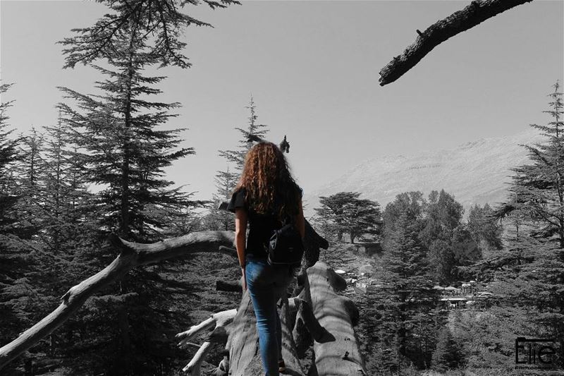  cedarsofgod  cedars  lebanon  blackandwhite  photography  photoshoot ... (Cedars of God)