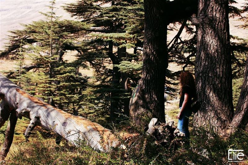  cedarsofgod  cedars  lebanon  photography  trees  nature ... (Cedars of God)