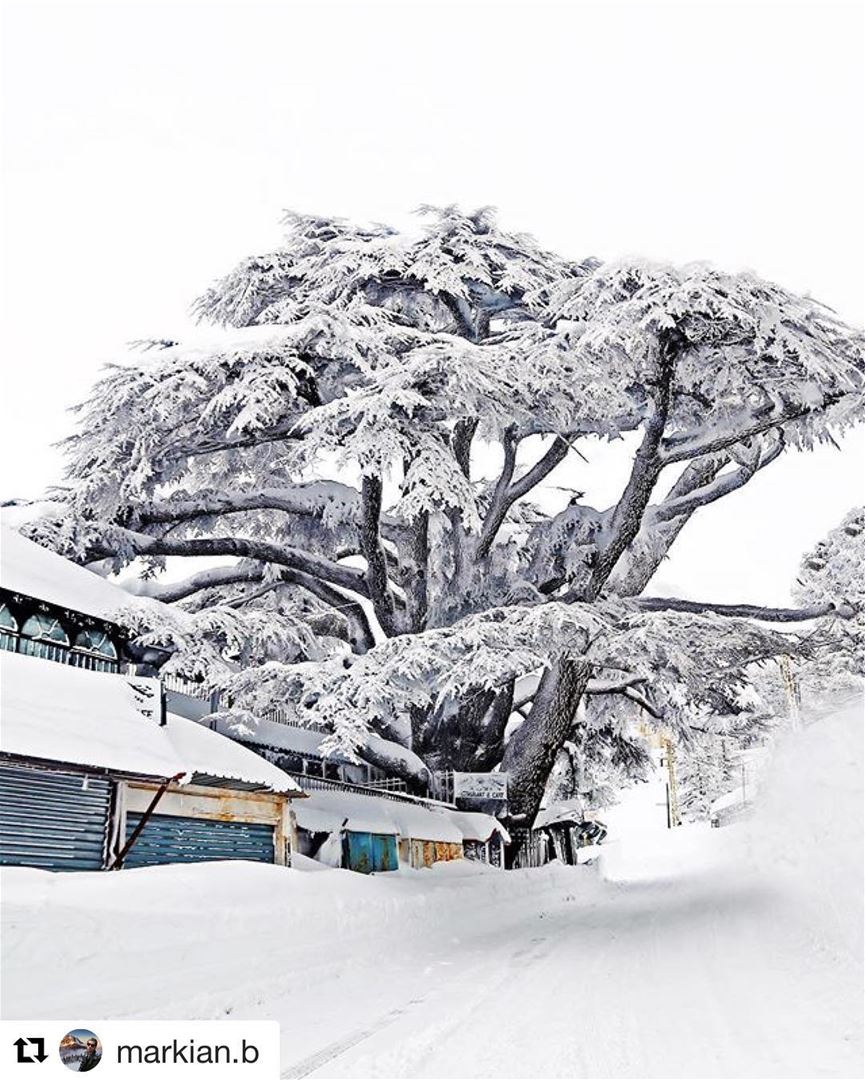 🇱🇧 Cedro do Líbano coberto de neve. Com a aproximação do inverno, as... (Cedars of God)