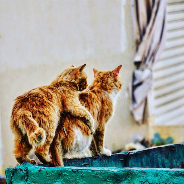 Chaher chbat chaher el bsaynet :)  Lebanon  cats  love  february ... (Jdeïdé, Mont-Liban, Lebanon)