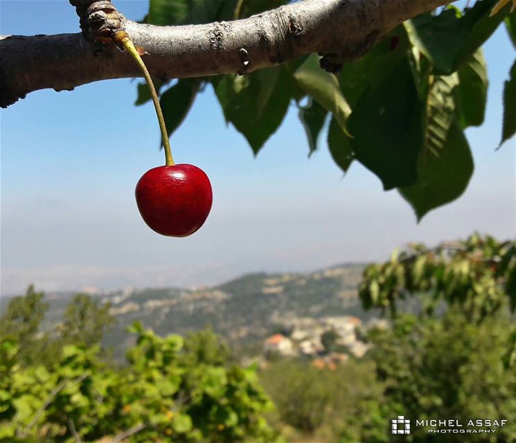 🍒 cherry livelovenature livelovelebanon northlebanon behwayta photography...