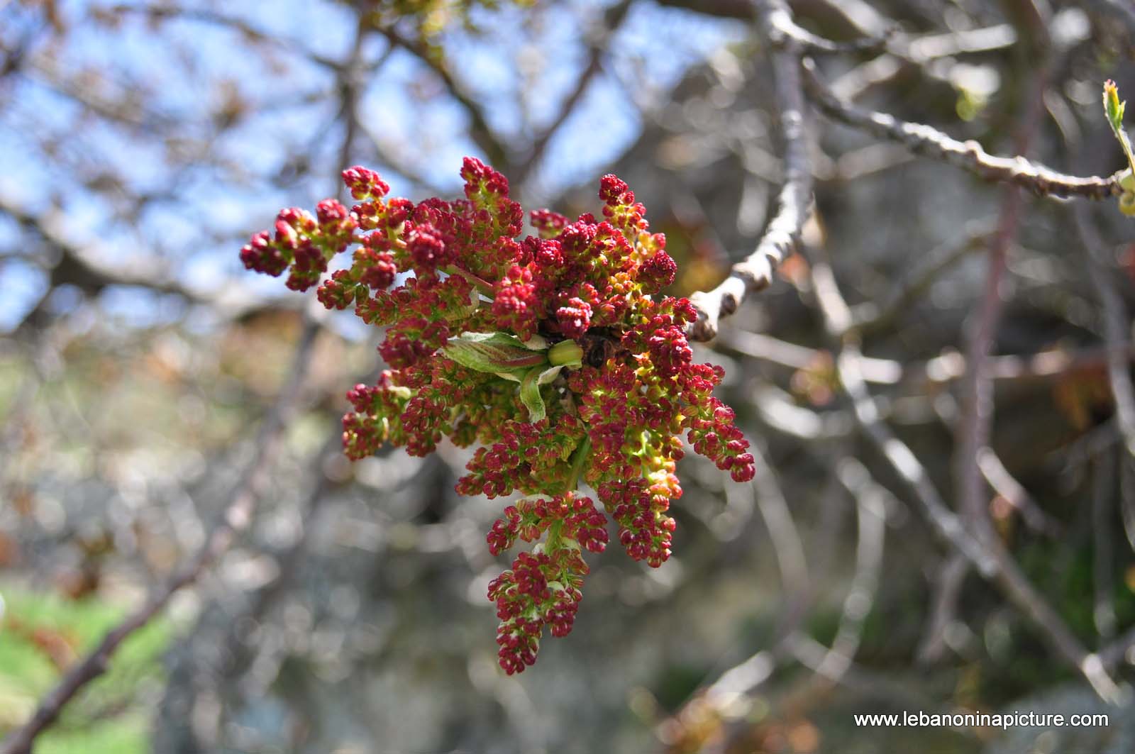 Chouf Bioshphere Reserve Niha Fort