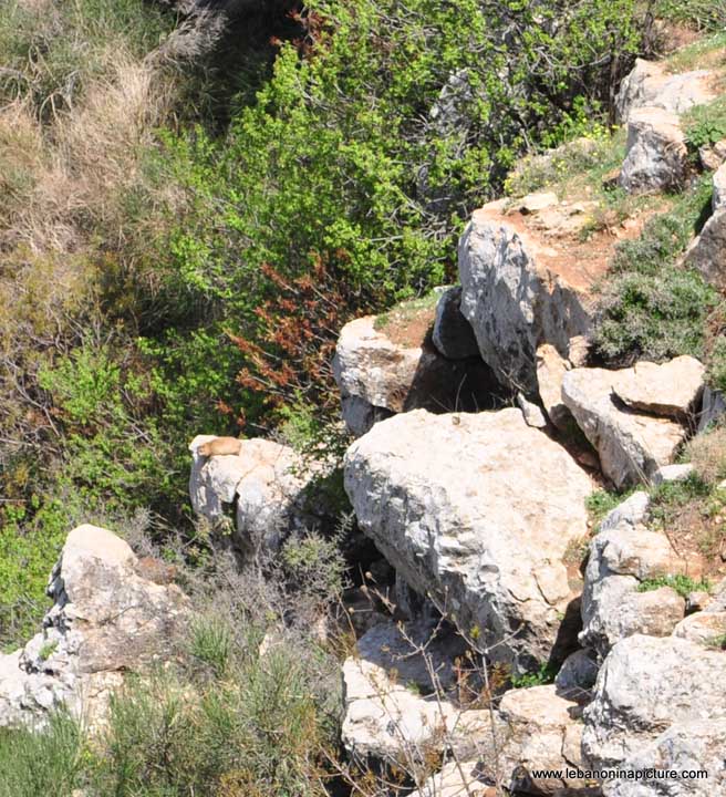 Chouf Bioshphere Reserve Niha Fort