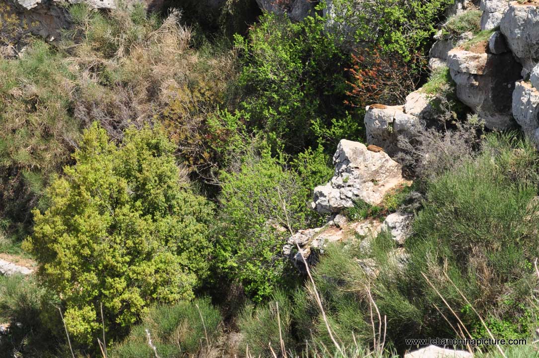 Chouf Bioshphere Reserve Niha Fort