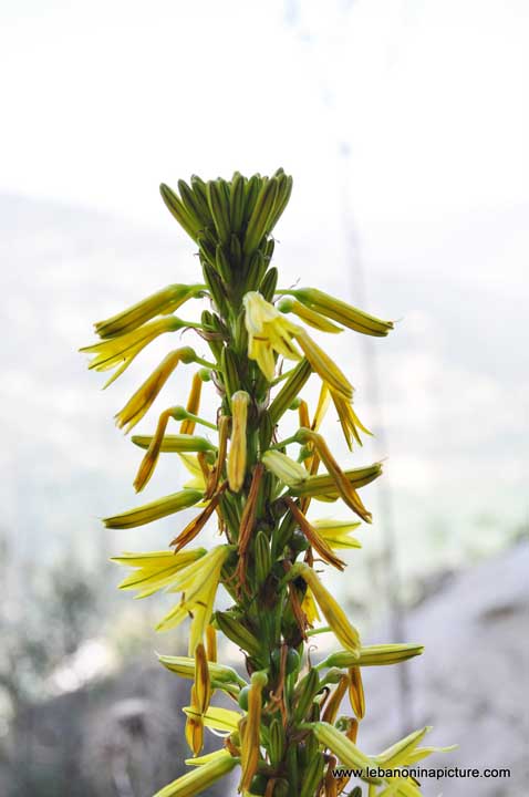 Chouf Bioshphere Reserve Niha Fort