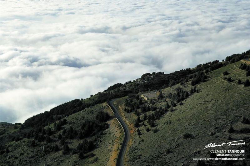 Chouf Cedars Reserve 🌲🇱🇧⠀ livelovechouf  livelovebarouk ... (Al Shouf Cedar Nature Reserve)