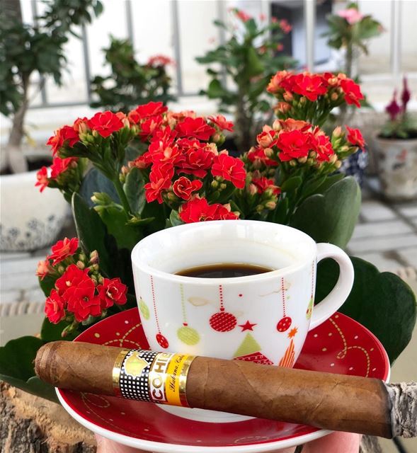 Christmas 🎄 spirit.... photooftheday christmas flowers cigar cigars... (Al Ajman)