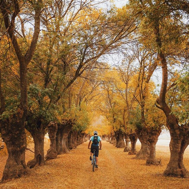 City of trees 🍂Riding with @cyclingcircle @thebikekitchenbeirut (Beqaa Valley)