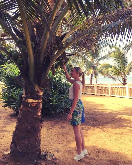 Coconut for breakfast anyone ?...the simple Sri Lankan life ...very easy... (Western Province, Sri Lanka)