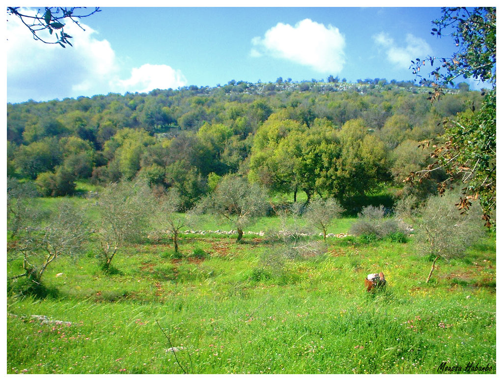 Collection of Images from Yaroun Taken by Moussa Habanbo