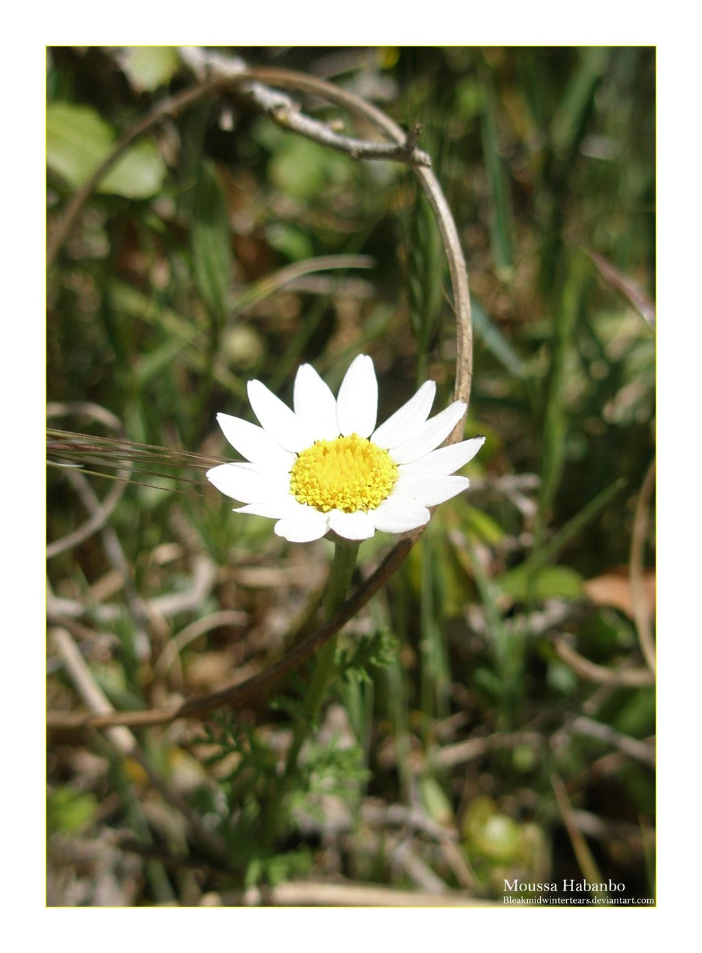 Collection of Images from Yaroun Taken by Moussa Habanbo