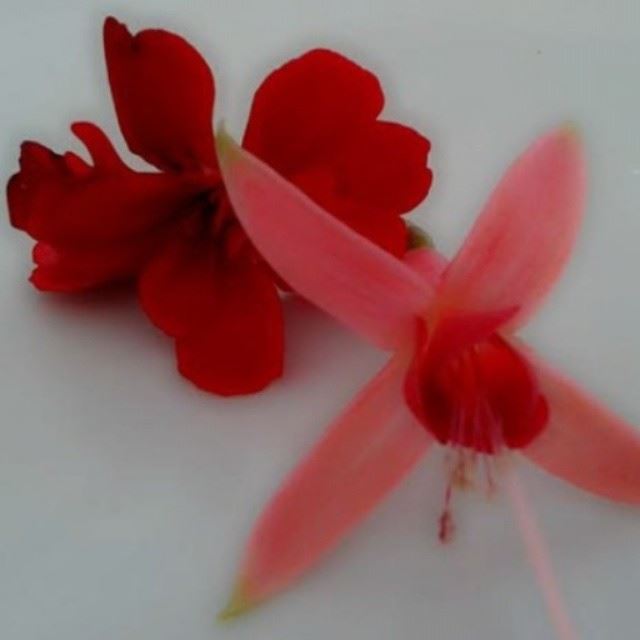  color  red  flowers  pics  photos  instaphoto  instapics  instagram ...