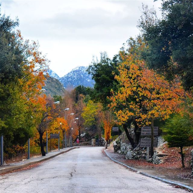 Colorful Morning 🍁🍃 (Annaya - Saint Charbel.)