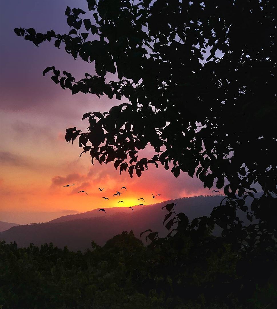Colorful Sunset 😍 lebanon  nature  naturelovers  natureporn  landscape ... (Hammana)