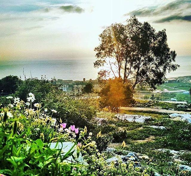 Colors of Spring in Batroun الربيع يطل بألوانه على البترون Photo taken... (Batroûn)