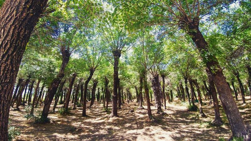 💫 Consider a tree for a moment. As beautiful as trees are to look at, we... (Deïr Taanâyel, Béqaa, Lebanon)