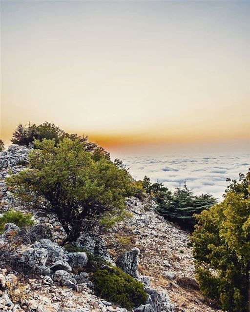 Credit to  @treehugger961 -  Maaser Chouf. Above the clouds.  lebanon ...