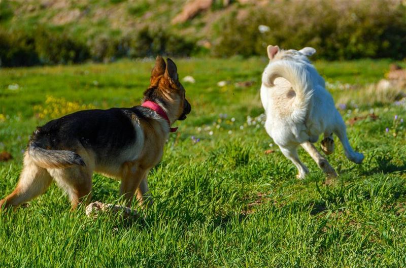 Damn that ass 🐶🐶.... dogs dog shepherd germanshepherd nature... (Mount Sannine)