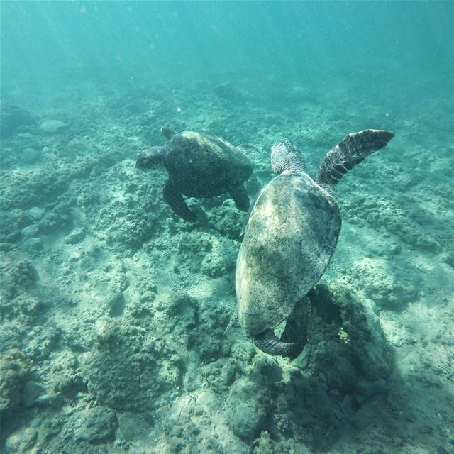 Dance with me 🐢 @livelove.tyre (Tyre, Lebanon)