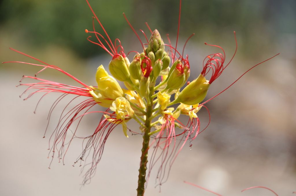 Dancing Flower