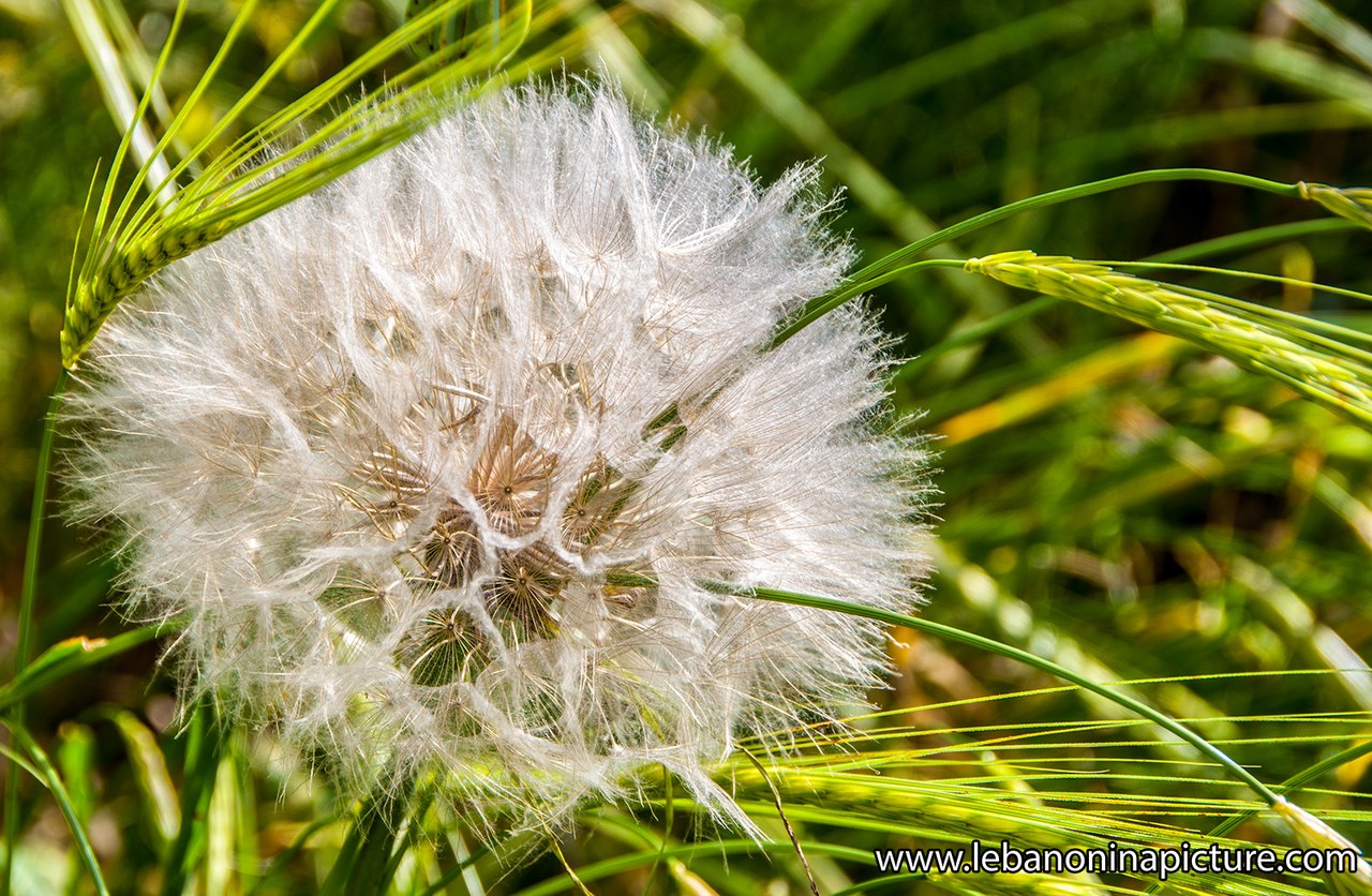 Dandelion