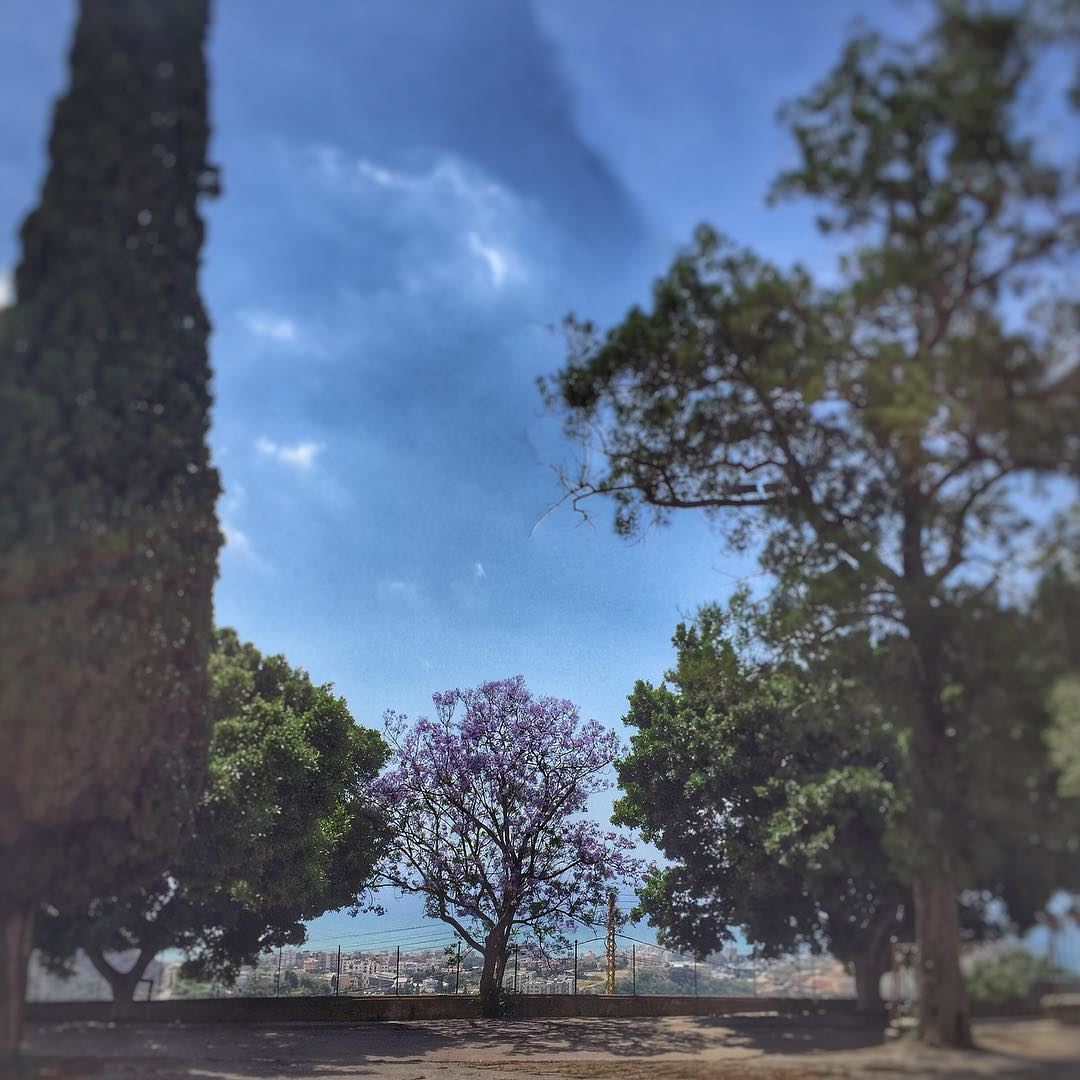 Dare to be different...  Trees  Green  Purple  LiveLoveLebanon ... (Deir Tamich)