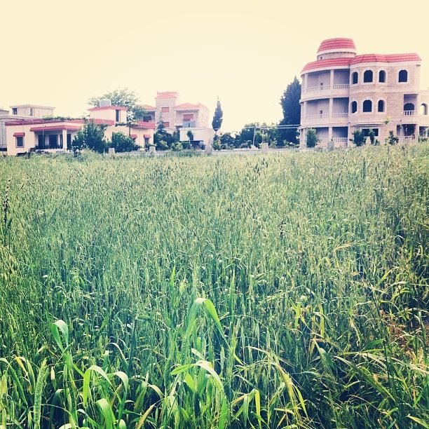 Deadly snakes in these fields...