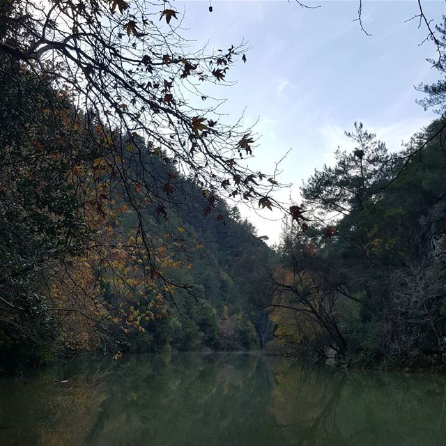 Death and Decay lake  forest  hikingtrails  trailslife  hiking  lebanon ...