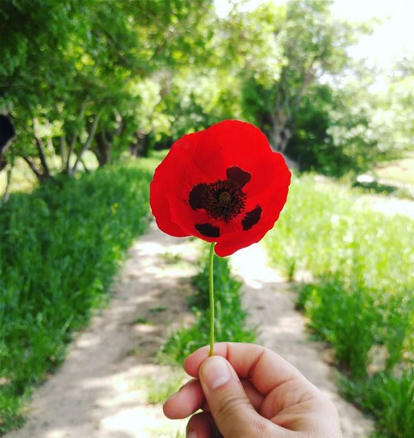 Did you know 💭 that for many cultures, the Poppy is a symbol of restful... (Aammiq Wetland)