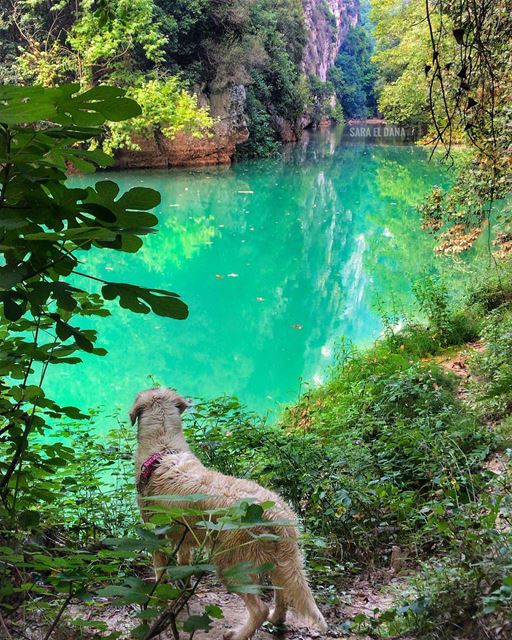 Discovering hidden gems 🐕💦 (Yahshush, Mont-Liban, Lebanon)