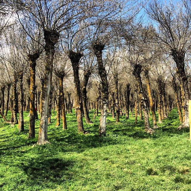 Divine nature ! 🌳🍃💚  taanayel  bekaa  lebanon  green  trees ... (Taanayel- Bekaa)