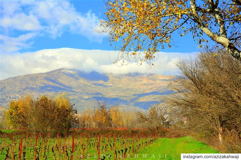 Doing what you like is freedom, liking what you are doing is... (Deïr Taanâyel, Béqaa, Lebanon)