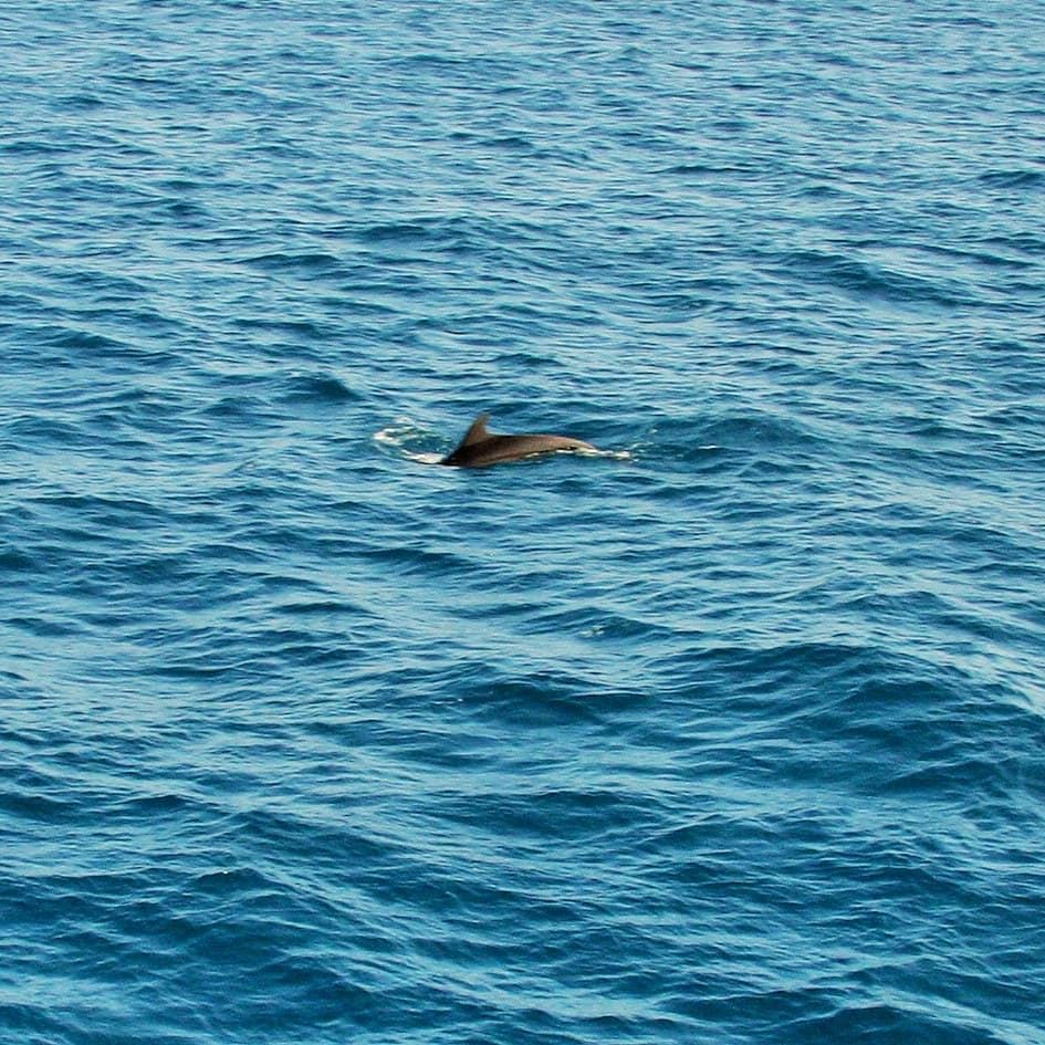 🐬............ dolphins  sea  MediterraneanSea  Mediterranean... (Lebanon)