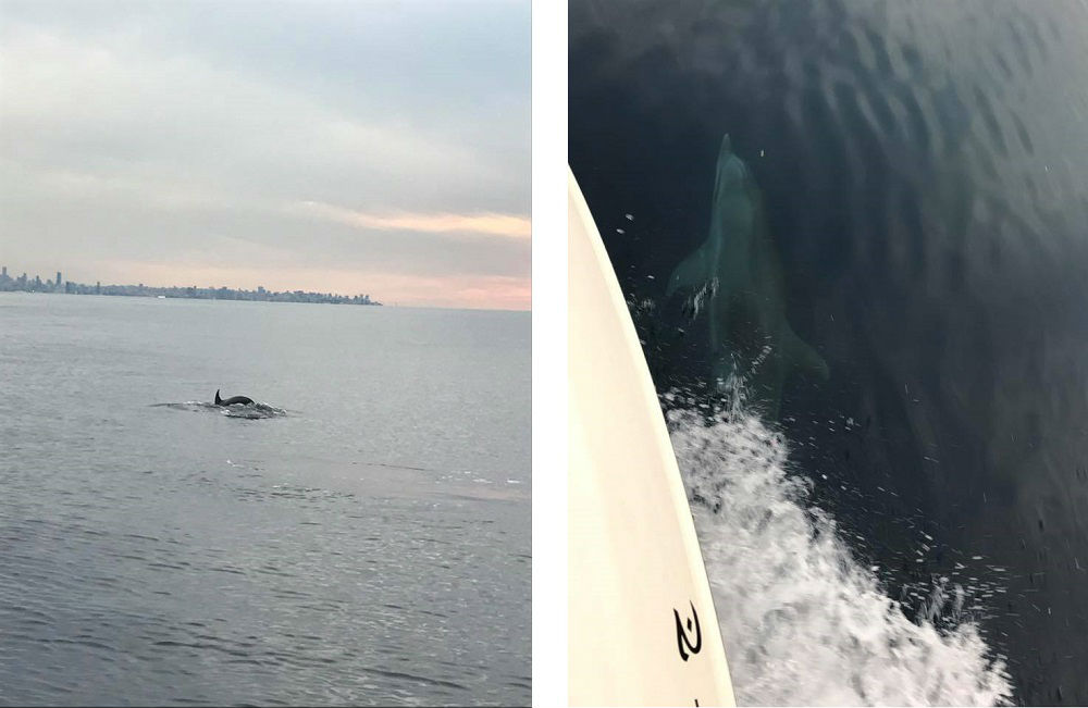 Dolphins Spotted Near the Coast of Tabarja (Tabarja, Kesrwan, Lebanon)