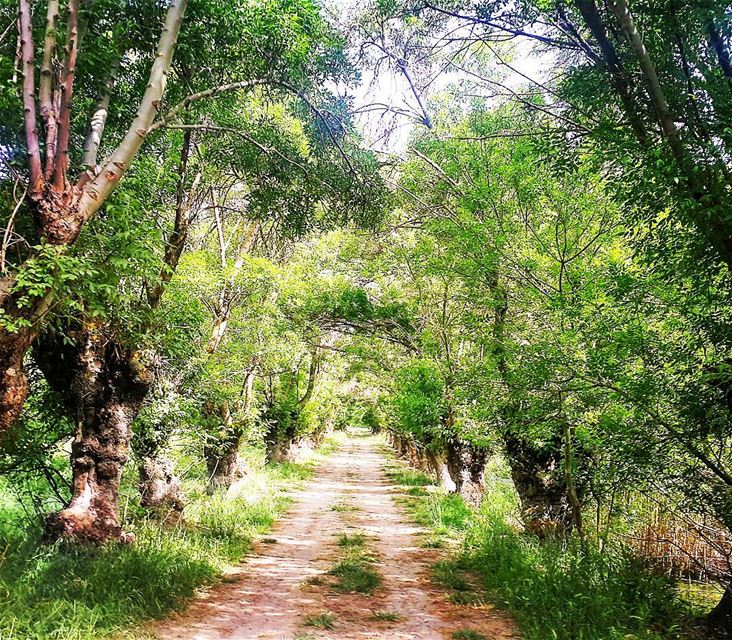 Don't follow or lead... Make your own path🐾 hikingadventure hikingtrail... (`Ammiq, Béqaa, Lebanon)
