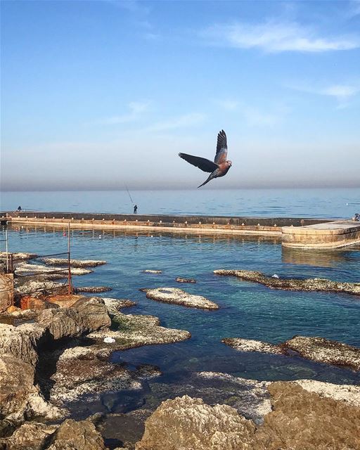 Don’t make me walk, when I want to fly 🦅 @beirutpage @beirut.city ——————— (Beirut, Lebanon)