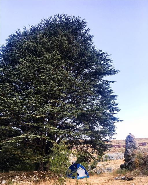 "Don't worry human, you are in good hands" said the  Cedar tree 🌲 ... (Arz Tannoûrîne)