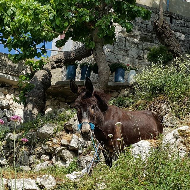 Donkey wisdom" Life is an endless struggle, full of frustrations and...